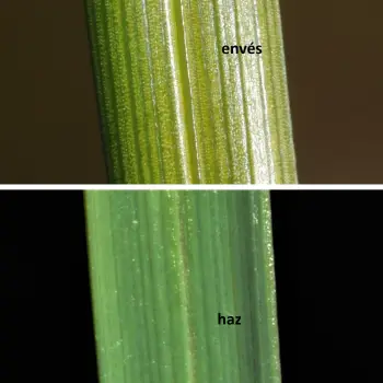 Carex sempervirens subsp. sempervirens