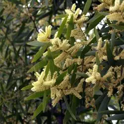 Acacia longifolia (2 de 2)