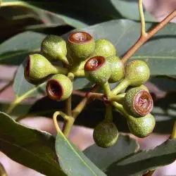 Eucalyptus delegatensis (1 de 2)