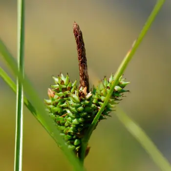 Carex extensa (2 de 2)