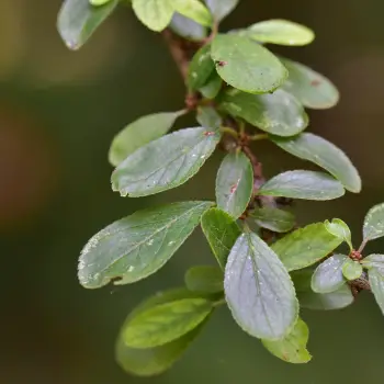 Prunus spinosa (2 de 2)