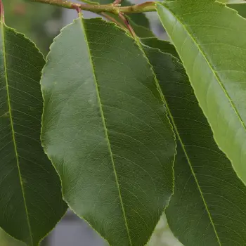 Prunus serotina (3 de 5)