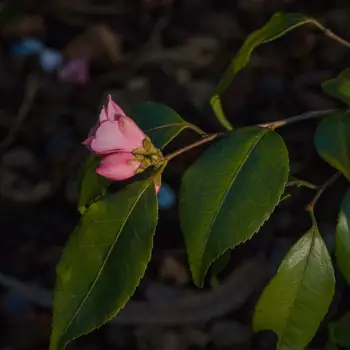 Camellia rosiflora (2 de 2)