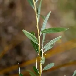 Fotografía Salix viminalis (2 de 3)