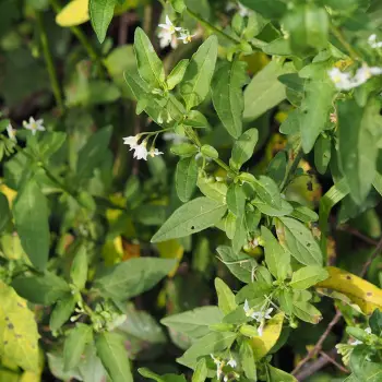 Solanum chenopodioides (1 de 4)