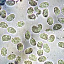 Fotografía Hygrocybe nitrata (Pers.) Wünsche (2 de 3) 