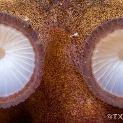 Fotografía Octopus vulgaris