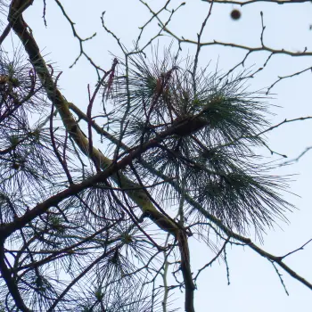 Pinus ponderosa (5 de 5)
