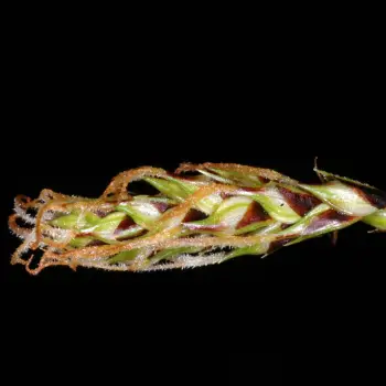 Carex binervis (3 de 6)