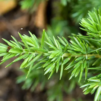 Juniperus conferta 
