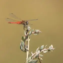 Gallery Sympetrum fonscolombii 