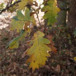 Fotografía Quercus pyrenaica (1 de 3)