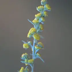 Artemisia tridentata (1 de 2)