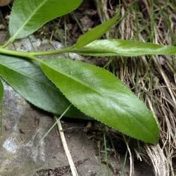 Salix triandra subsp. discolor (2 de 3)