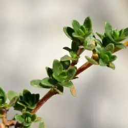 Fotografía Thymus praecox subsp. polytrichus (3 de 3)