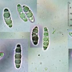 Fotografía Microglossum viride (Pers.) Gillet (3 de 3)