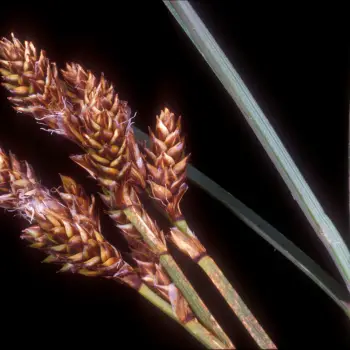 Carex lachenalii (4 de 5)