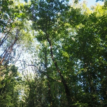 Castanea sativa