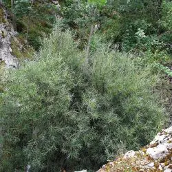 Fotografía Salix eleagnos subsp. angustifolia (2 de 3)
