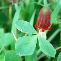 Trifolium incarnatum  (2 de 2)