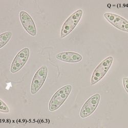 Ascocoryne turficola (Boud.) Korf (2 de 3)