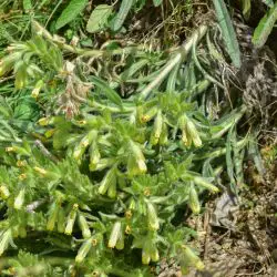 Onosma fastigiata subsp. pyrenaica