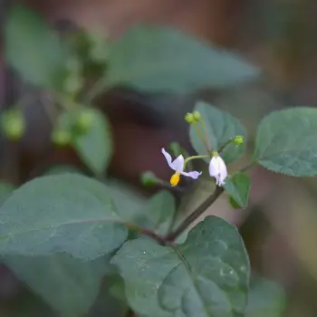 Solanum nigrum (3 de 4)