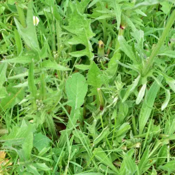 Crepis taraxacifolia (4 de 4)