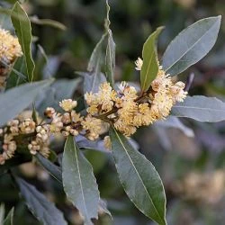 Laurus nobilis