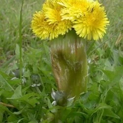 Hábito