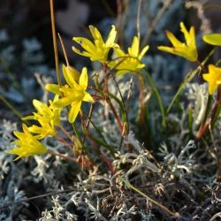 Gagea bohemica