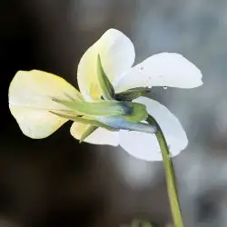 Viola saxatilis (2 de 3)