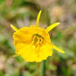 Narcissus bulbocodium  subsp. nivalis (1 de 2)