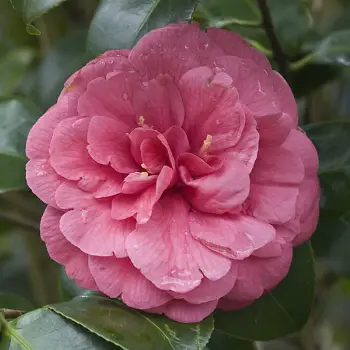 Camellia japonica 'Bella Lambertii' (2 de 3)