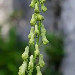 Fotografía Aconitum vulparia (2 de 3)