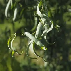 Salix matsudana var tortuosa (3 de 3)