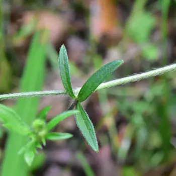Ranunculus tuberosus