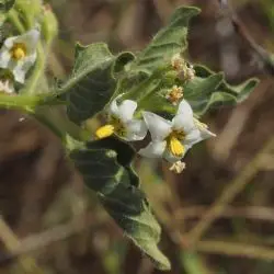 Solanum villosum