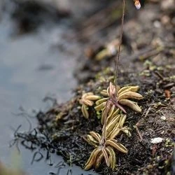 Pinguicula lusitanica