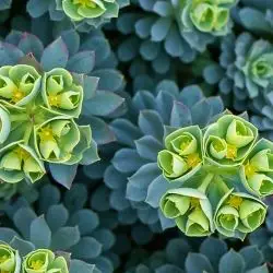 Euphorbia portlandica (3 de 3)