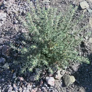 Forsskaolea angustifolia (3 de 3)