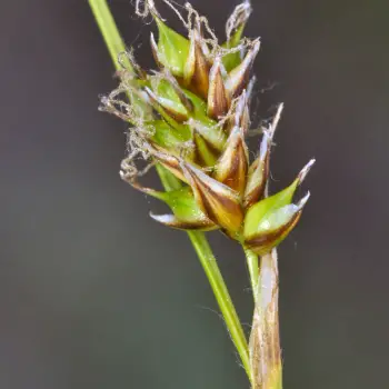 Carex hostiana (5 de 5)