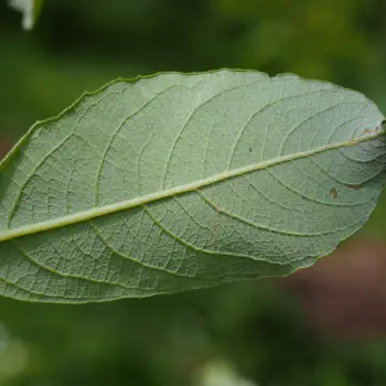 Salix atrocinerea (3 de 6)