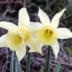 Narcissus pseudonarcissus (1 de 3)