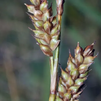 Carex lainzii (3 de 5)