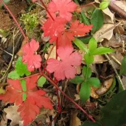Geranium lucidum y robertianum (2 de 3)