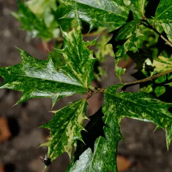 Osmanthus heterophyllus 'Tricolor' (2 de 2)