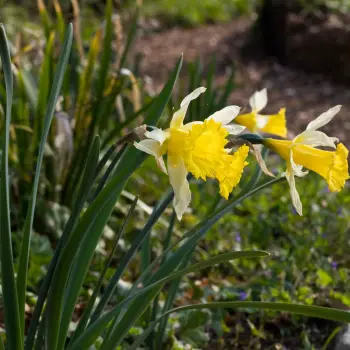 Narcissus pseudonarcissus subsp. nobilis (2 de 3)