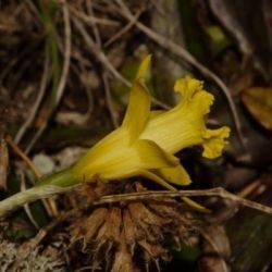 Fotografía Narcissus asturiensis (2 de 2)