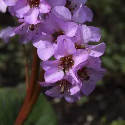 Bergenia crassifolia (2 de 2)